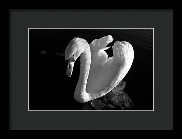 Black and White Swan Photo - Framed Print