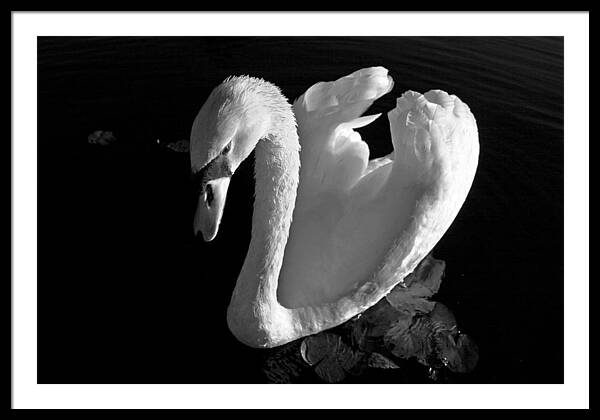 Black and White Swan Photo - Framed Print