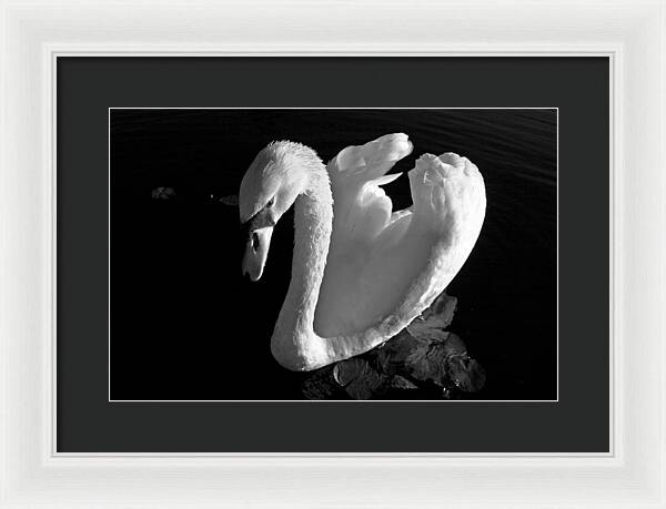 Black and White Swan Photo - Framed Print