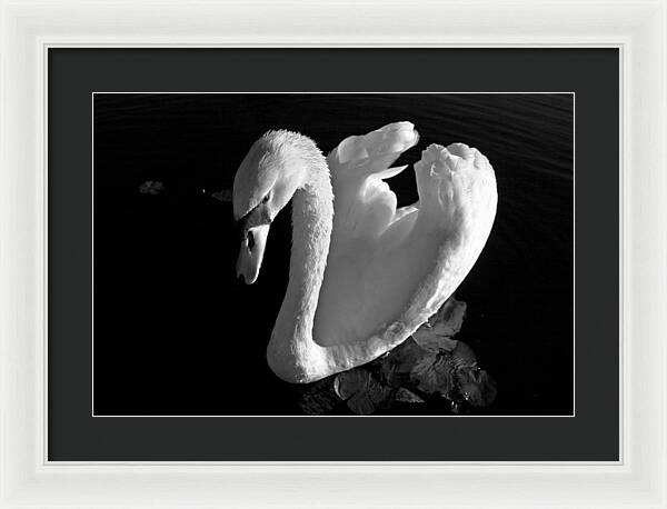 Black and White Swan Photo - Framed Print