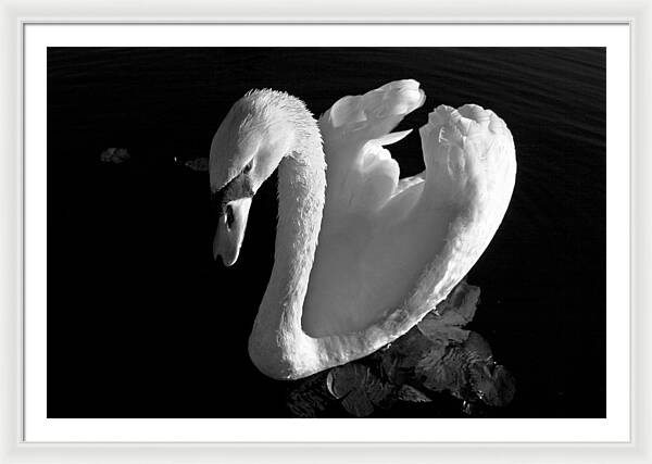 Black and White Swan Photo - Framed Print