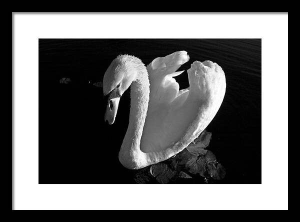 Black and White Swan Photo - Framed Print