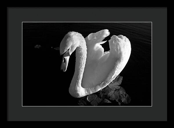 Black and White Swan Photo - Framed Print