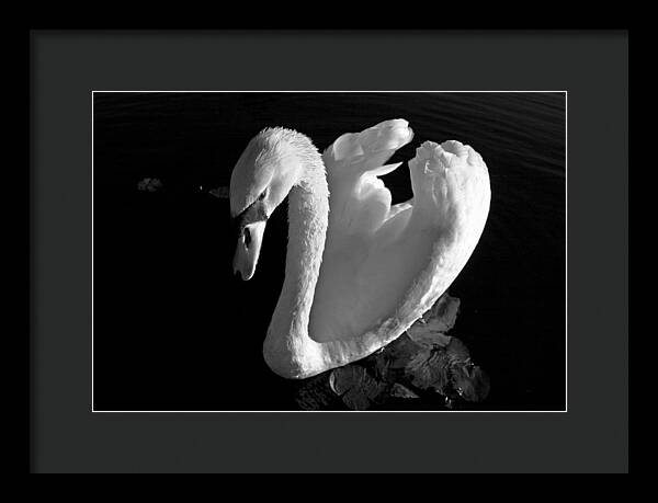 Black and White Swan Photo - Framed Print