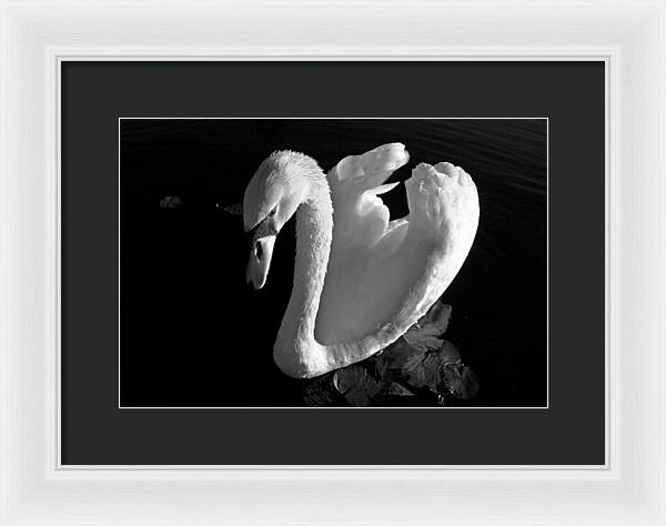 Black and White Swan Photo - Framed Print