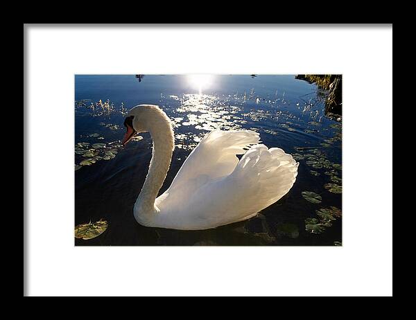 Beautiful Swan - Framed Print