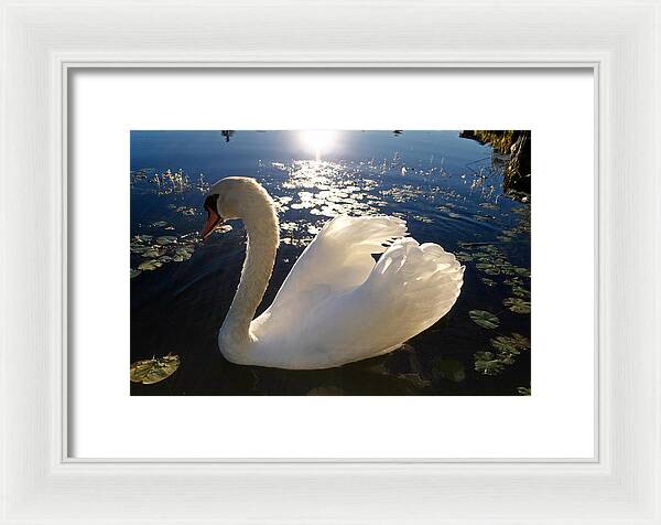 Beautiful Swan - Framed Print