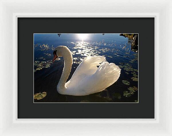 Beautiful Swan - Framed Print