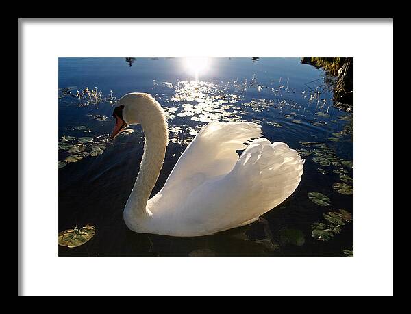 Beautiful Swan - Framed Print