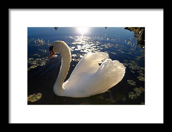 Beautiful Swan - Framed Print