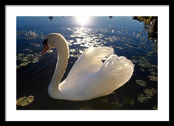 Beautiful Swan - Framed Print