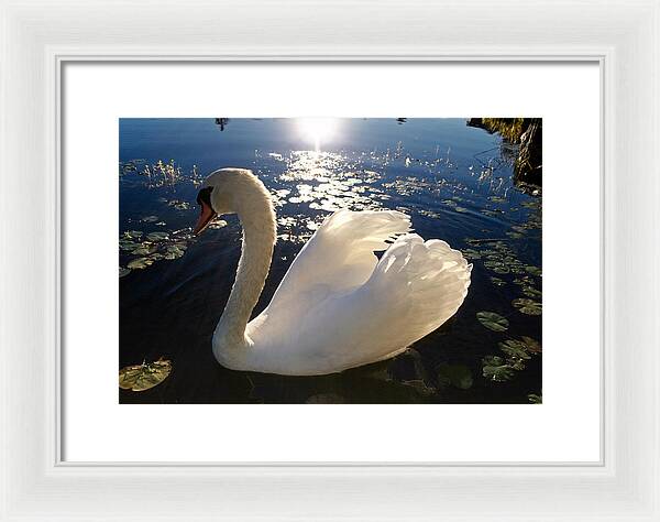 Beautiful Swan - Framed Print