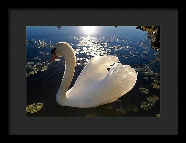 Beautiful Swan - Framed Print