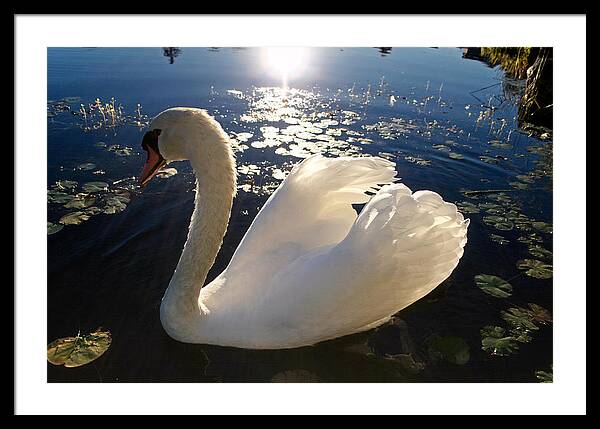 Beautiful Swan - Framed Print