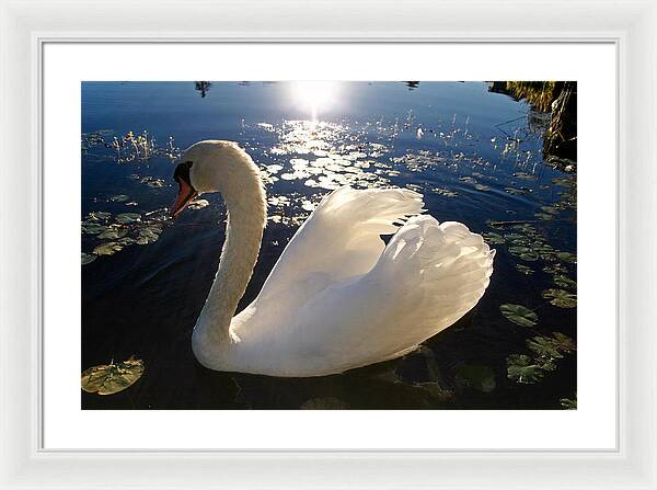 Beautiful Swan - Framed Print