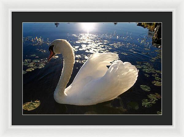 Beautiful Swan - Framed Print