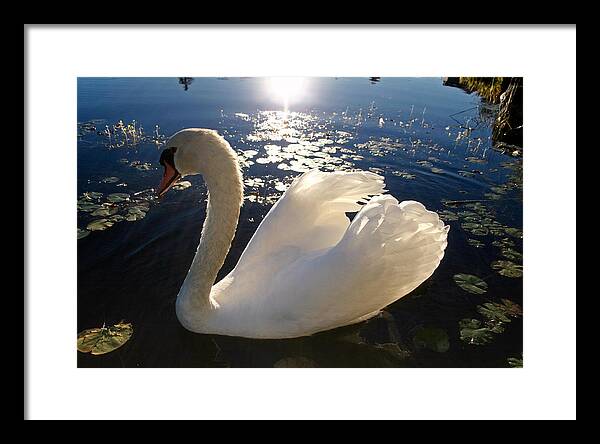 Beautiful Swan - Framed Print