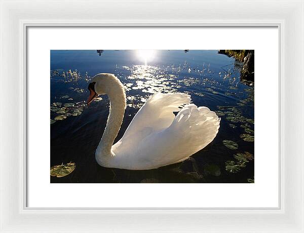 Beautiful Swan - Framed Print