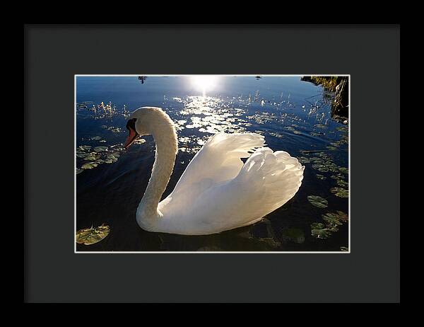 Beautiful Swan - Framed Print