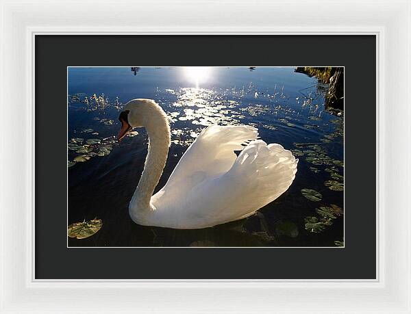 Beautiful Swan - Framed Print