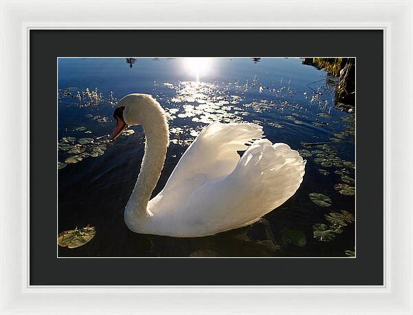 Beautiful Swan - Framed Print