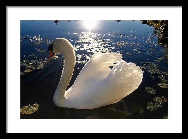 Beautiful Swan - Framed Print