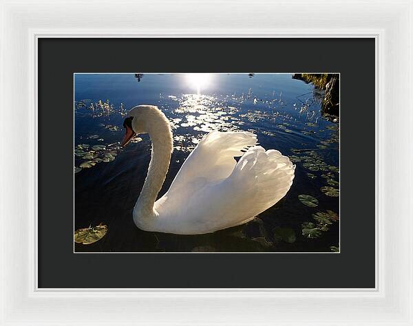 Beautiful Swan - Framed Print