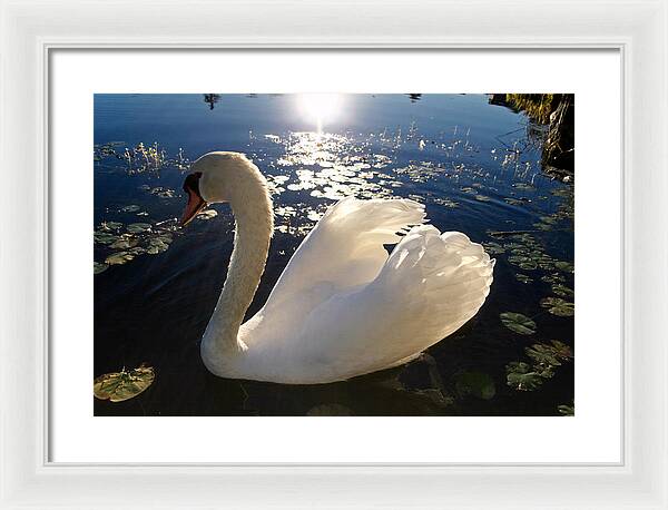 Beautiful Swan - Framed Print