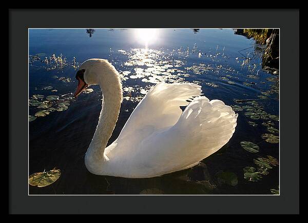 Beautiful Swan - Framed Print