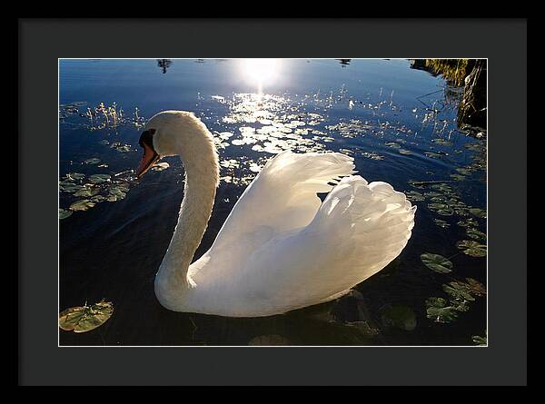 Beautiful Swan - Framed Print