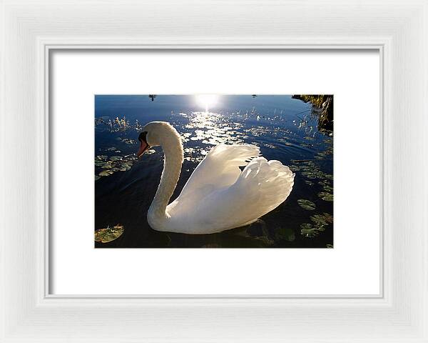 Beautiful Swan - Framed Print