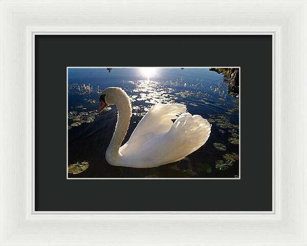 Beautiful Swan - Framed Print