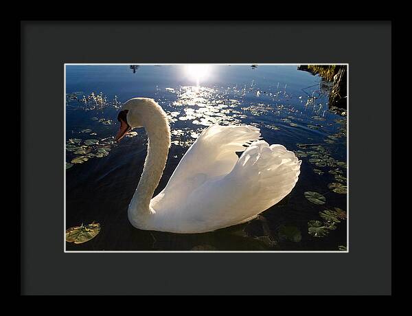 Beautiful Swan - Framed Print