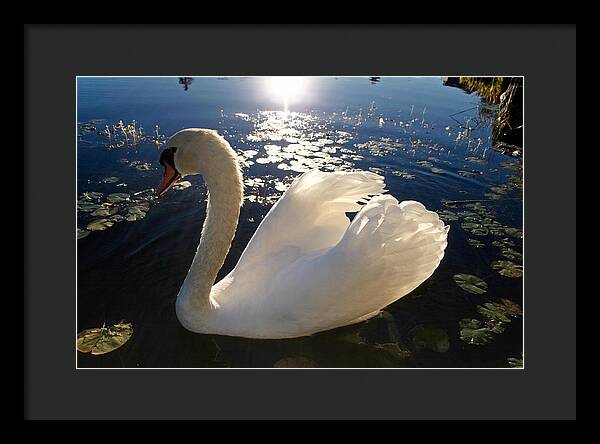 Beautiful Swan - Framed Print